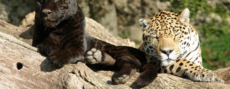 Ausflugsziel Salzburger Zoo