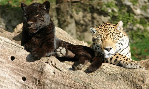 Zoo Salzburg Ausflugsziele SalzburgerLand